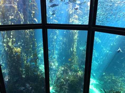 28ft Tall Kelp Forest Tank At Monterey Bay Aquarium Aquariums
