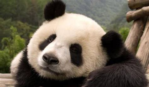 Coronavirus En Canadá Zoológico Devolverá Dos Osos Pandas A China Por