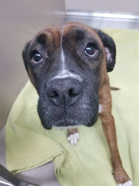 Lakeview pet hospital is committed to providing an exceptional veterinary experience for your pet. Emergency Service in Coeur d'Alene, ID - Lake City Pet ...
