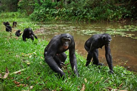 Visit Wild Bonobos North Of Kinshasa In Congo And Pygmy Tribe Tour In