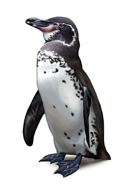 Clipart penguin galapagos penguin, Clipart penguin galapagos penguin ...