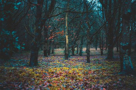 Mysterious Colorful Forest Background Full Of Fallen Dry Leaves On The