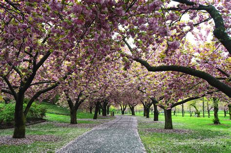 Cherry Blossoms Landscape Photographers Most Beautiful Beaches
