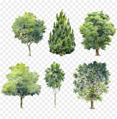 Free Download HD PNG Watercolor Trees For Photoshop PNG Transparent