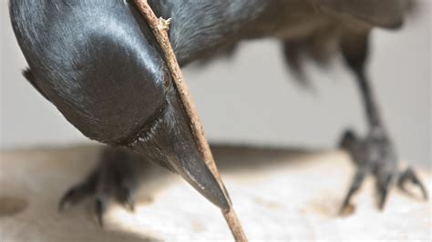 For Crows A Little Tool Use Goes A Long Way Ars Technica