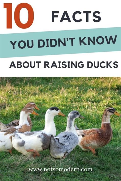 10 Interesting Facts About Ducks You Didn T Know