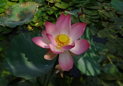 Lotus Flower Pink Nelumbo Nucifera Lotus Flower Nelumbo