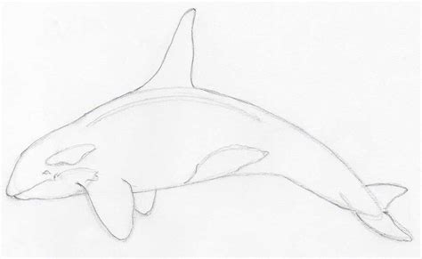 Orca Drawing