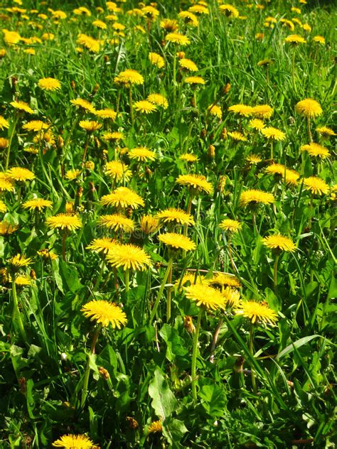 Meadow Of Yellow Dandelions Stock Image Image Of Flower Vegetation
