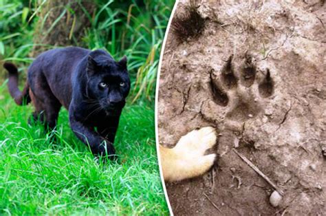 Fears Of Big Cat Stalking Beauty Spot As Huge Paw Prints Are Found