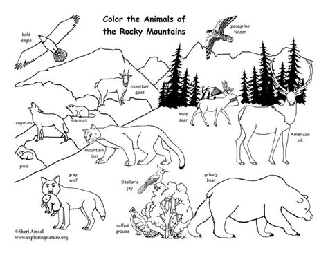 Coloring Pages For Animal Habitats Jensenteshannon