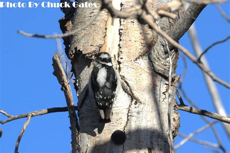 Downy Woodpecker East Cascades Audubon Society