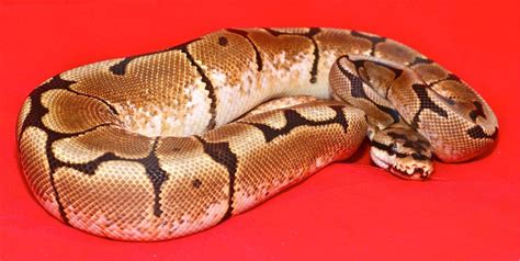 The 5 Best Small Pet Snakes For Beginners Keeping Exotic Pets