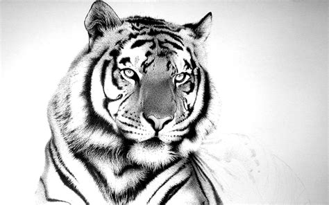 Here you can find the best animated tiger wallpapers uploaded by our community. 3D Wallpapers: White Tiger