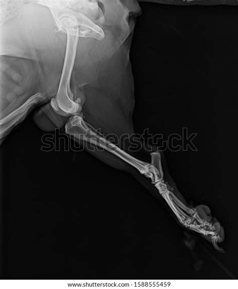 1081 Dog Leg X Ray Images Stock Photos 3d Objects And Vectors