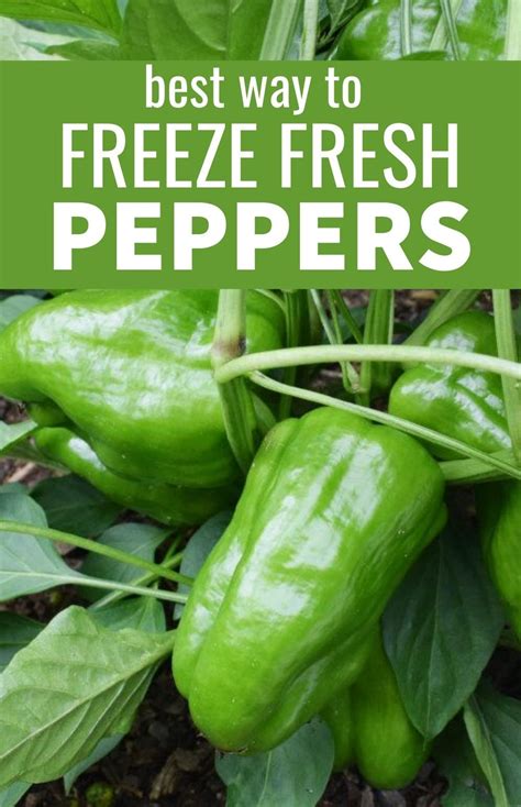 You Can Learn How To Freeze Fresh Peppers Stuffed Peppers Frozen