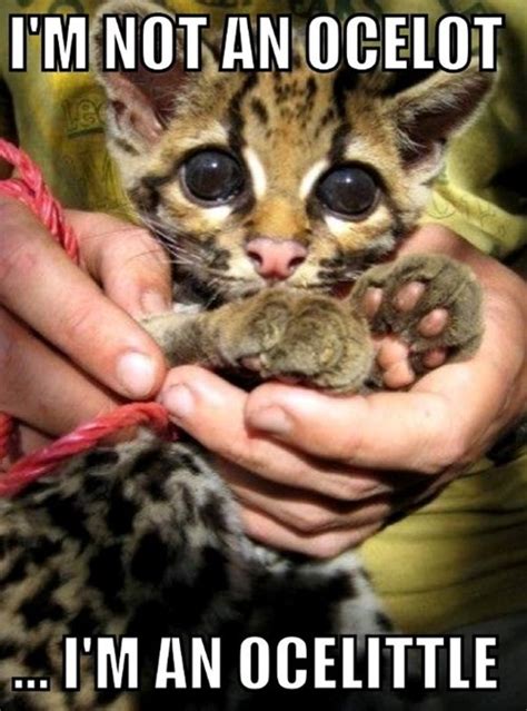 Quite An Ocelot Of Cuteness Daily Squee Cute Animals Cute Baby