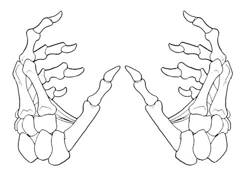 Human Hand Bones Skeleton Hands Drawing How To Draw Hands Skeleton