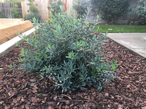 Check spelling or type a new query. Little Ollie - great slow growing, drought tolerant plant ...