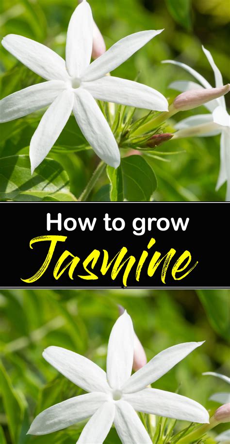 how-to-grow-jasmine-jasmine-plant-care-growing-jasmine