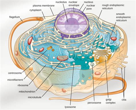 Fill in the missing functions of cellular organelles in the table in model 1. Synthetic organelle shows how tiny puddle-organs in our ...