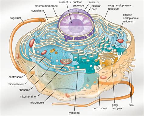 In fact, the word organelle is just a big word which means small organ. Synthetic organelle shows how tiny puddle-organs in our ...