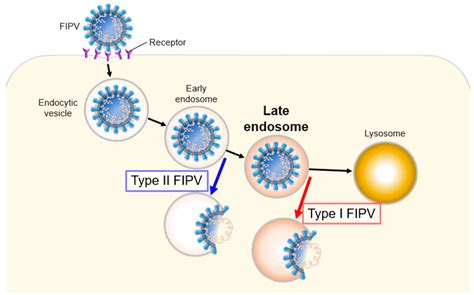 Pathogens Free Full Text Endocytic Pathway Of Feline Coronavirus