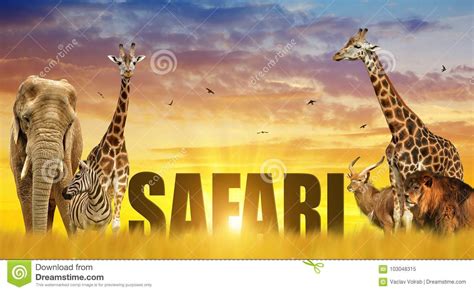 Elephant Giraffes Zebra And Lion On The Savannah At