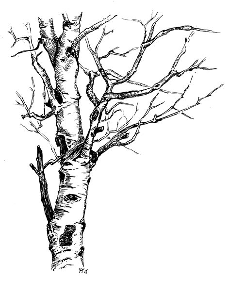 Tree With 6 Branches Drawing