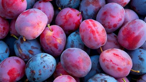 How To Grow Plums Tips On Planting Growing And Caring For Plum Trees
