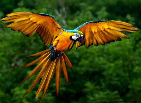 Endangered Rainforest Birds Wallpapers Gallery