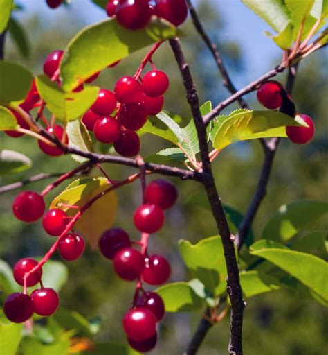 There are sweet cherries and sour cherries. Me, Boomer and The Vermilon River: The Edible Berries.