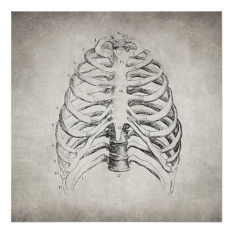 Anterior view of a human thoracic cage. Rib Cage Poster | Zazzle.co.uk | Anatomie kunst, Skelett ...