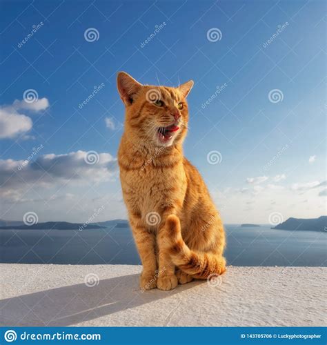 Beautiful Red Cat Against The Sunset With Blue Sky In