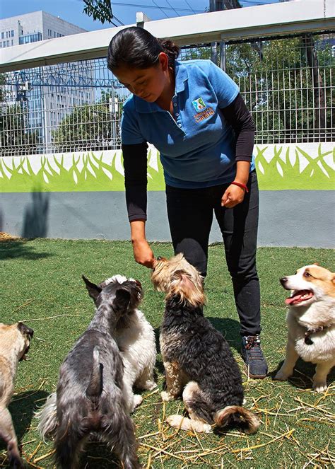 Escuela Y Pensión Para Perros Narvarte Cdmx Adiestramiento Canino