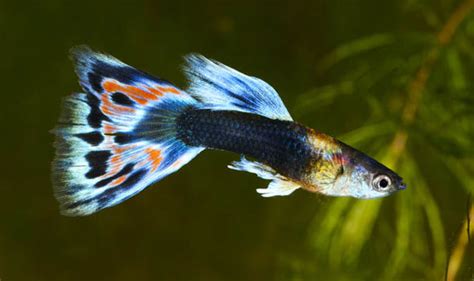 Guppies are livebearers, and so females release live babies about once a month. Female fish learn to swim faster to avoid sex pest males ...