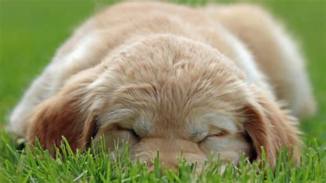 1920x1080 1920x1080 Puppy Grass Dog Coolwallpapersme