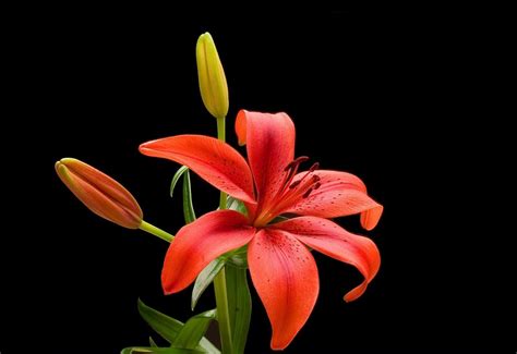 Lily Flower Wallpapers Wallpaper Cave