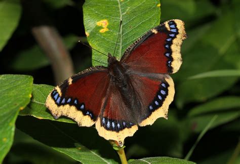 Wallpaper 2048x1404 Px Butterfly Close Insects Macro Nature Up