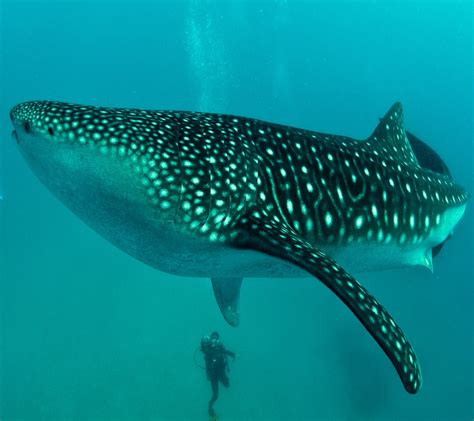 Whale Shark HD Wallpapers