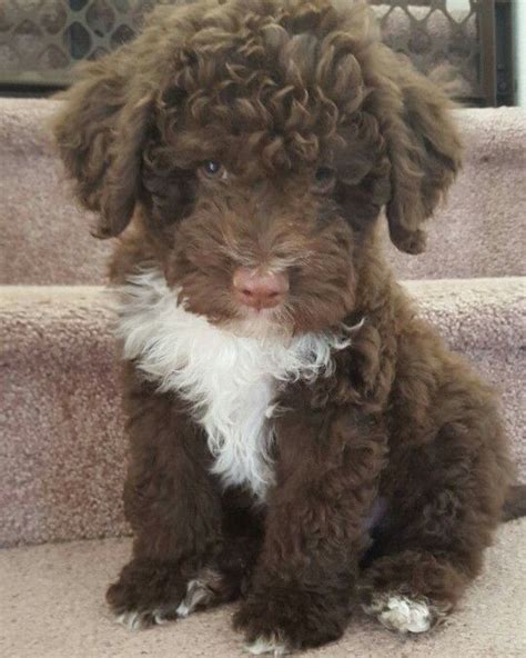 Before breeding a litter, the mom and dad are selected to provide puppy litters that pass on the best attributes of the breed. Our Lagotto Romagnolo pup Murphy | Lagotto romagnolo ...