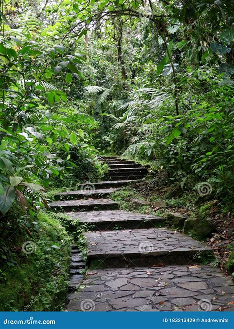 Winding Stone Steps In Rainforest Stock Image Image Of Leading