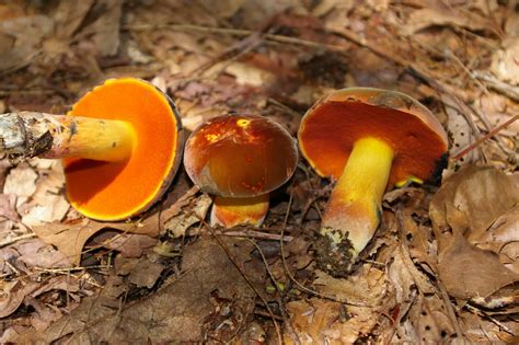 Boletus Subvelutipes The Ultimate Mushroom Guide