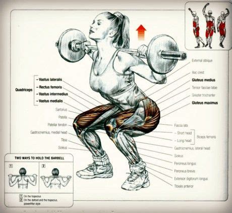 Each of the muscles diagrams illustrates a slightly different set lower back anatomy muscle names human muscle anatomy muscle chart anatomy. How Female Athletes Can Gain Muscle | Squats, Leg workout, Squats muscles worked