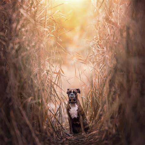 Boxer Dog In The Reeds Photograph By Tamas Szarka Pixels