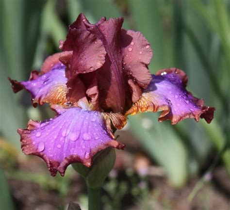 Plantfiles Pictures Tall Bearded Iris Indian Ceramics Iris By Tntigger