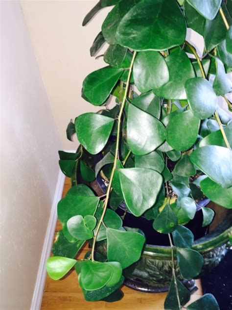 What Is A Triangle Ruler Called - Triangular Ruler Use