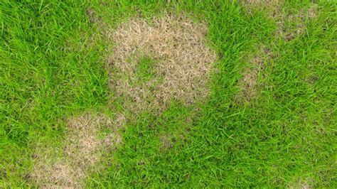 Nozzle Nolen Chinch Bug Damage Repair And Recover Your Lawn