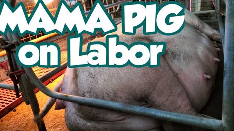 Pig Giving Birth To A 15 Piglets Cmaagritv Pagpapaanakngbaboy Youtube