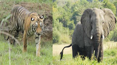 Center Government Seeks Report On The Study Of Tiger Killing Elephants